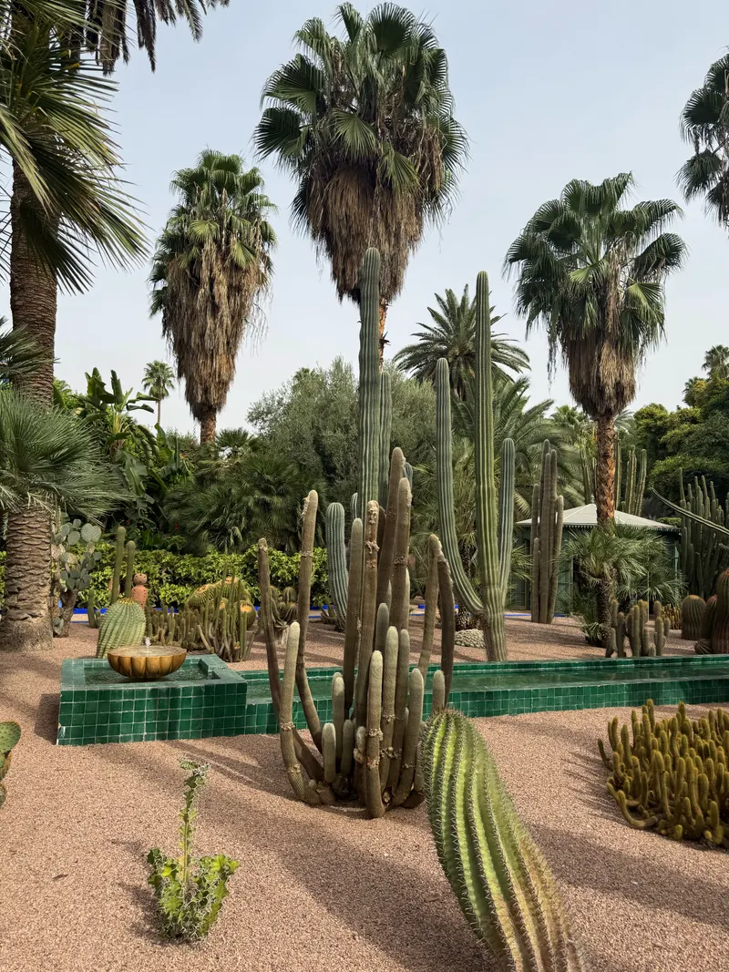 Cacti and palm trees at Jardin Majorelle, Marrakech