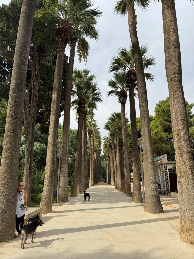 Palm-lined alley inside Jnan Sbil park, Fes