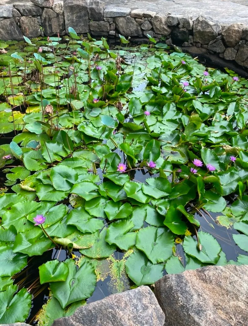 Water lilies in Dambulla