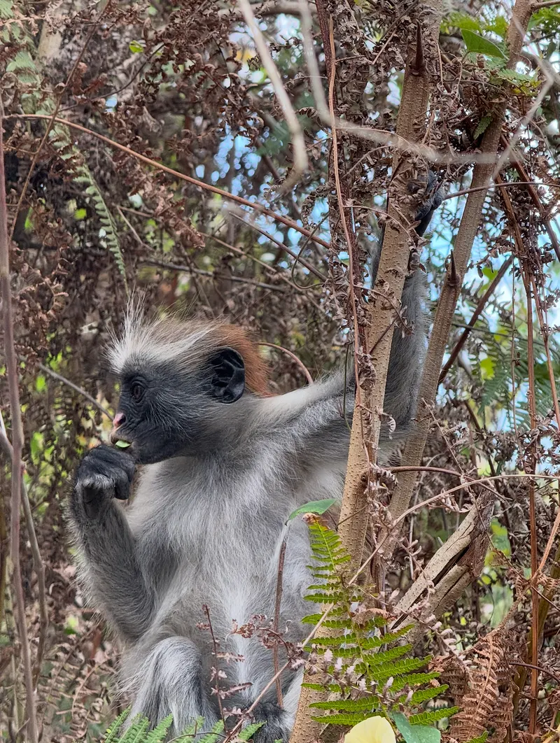 Baby red colobus monkey sitting in a tree in Jozani Forest Zanzibar